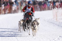 Lenk 2013